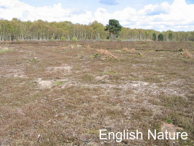 Regenerating heathland at Little Budworth Common managed by Cheshire County Council